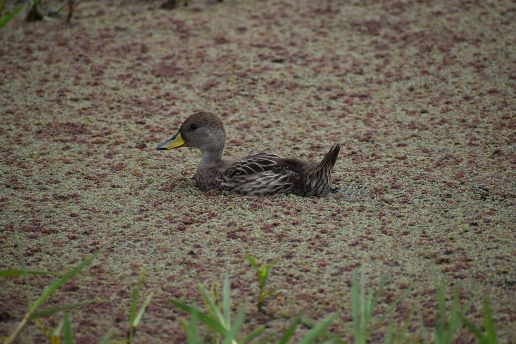 Foto: gentileza Gobierno de Chile - Revista Mandato