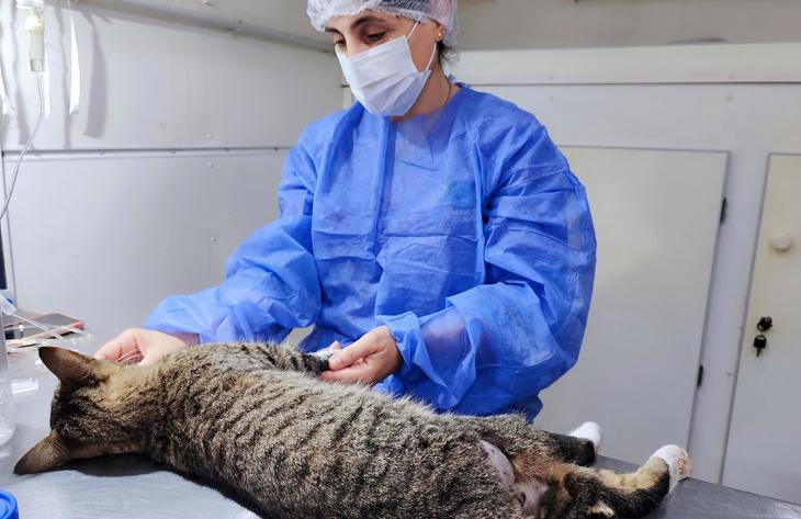 Tucumán se suma a la castración masiva de mascotas en América Latina