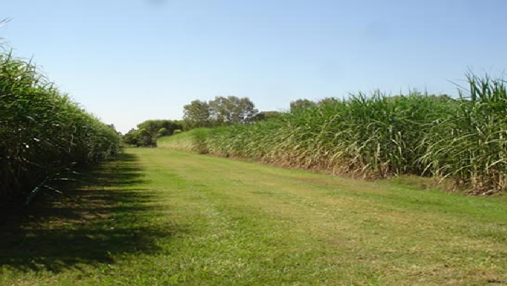 Bioetanol a partir de la caña de azúcar