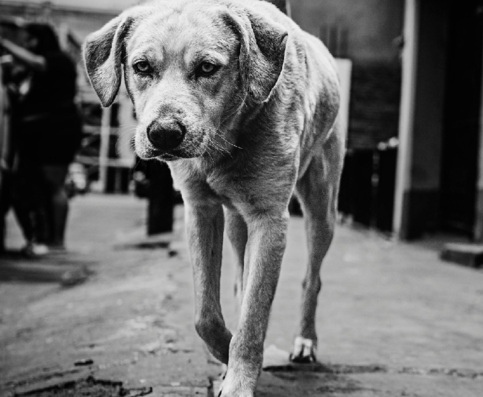 Cuando el hambre de un animal molesta más que la crueldad