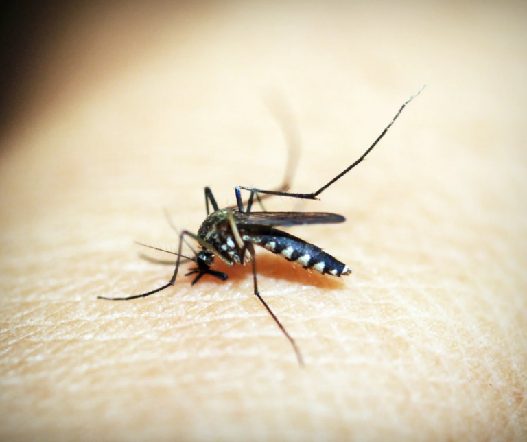 Vector del Dengue