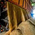 Precio de granos en Chile